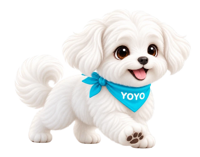 佩戴 YOYO 领巾、正在向前迈步的公马尔济斯小悠
